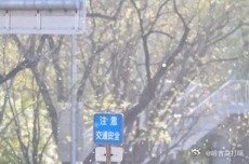 凤凰新闻【北京500万株杨柳雌株：飞絮为何持续50天？】北京杨柳飞絮持续近两个月