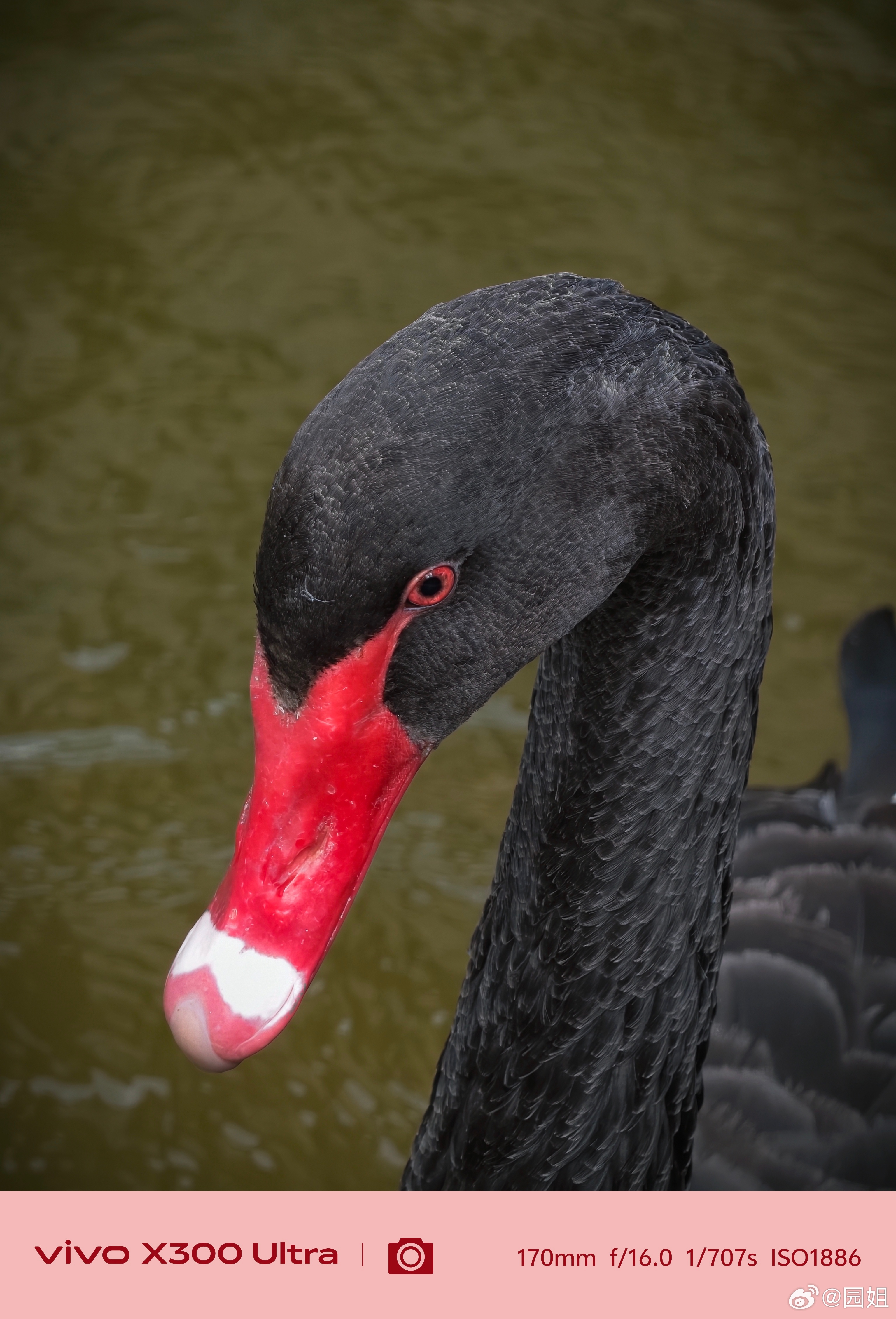 在酒店看到了黑天鹅，姿态很高贵，有一种骨子里的傲气，又很美，还有我们去玩骑的马，