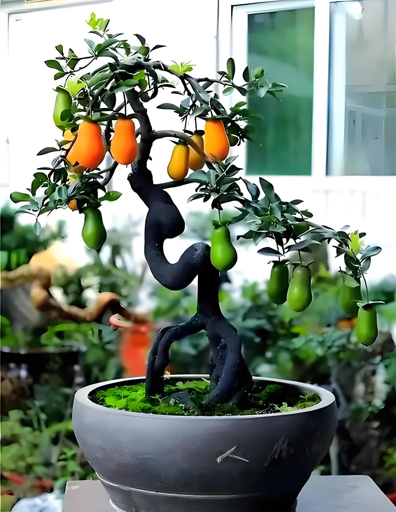 金弹子春季开花时不能施肥。在催花阶段，也就是开花前1个月（大概3月），要开始每1