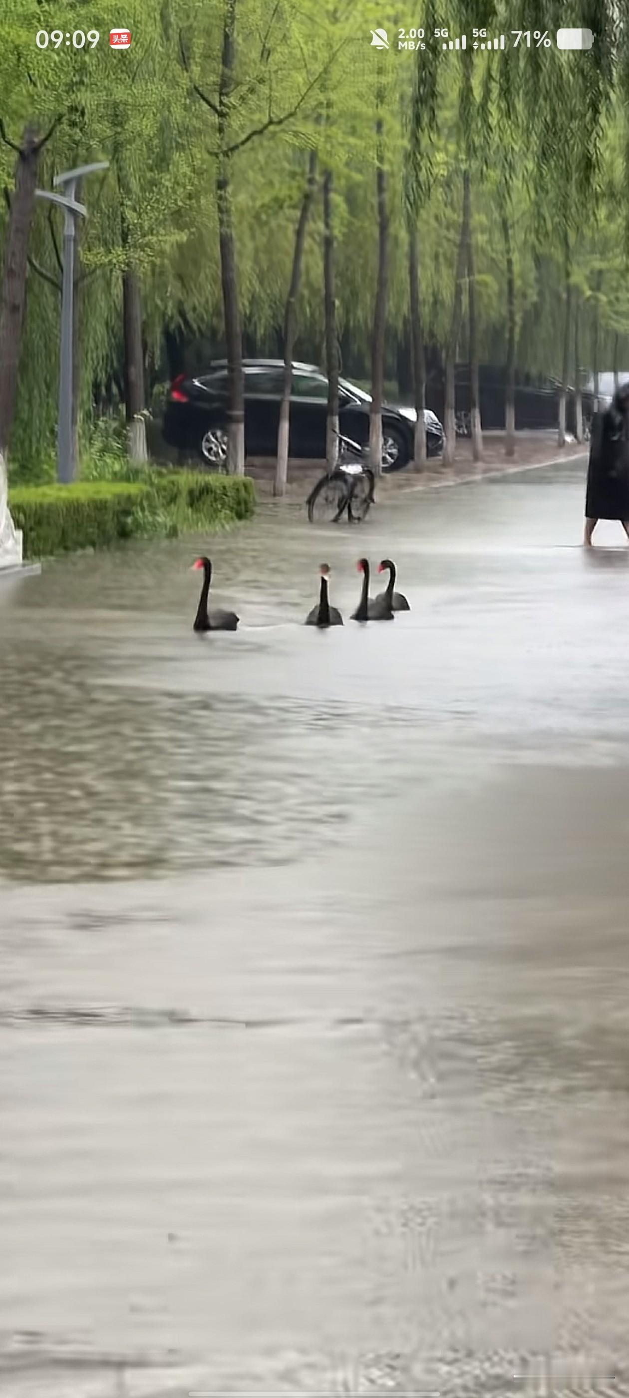 这就是沈阳现在的街道，你喜欢不喜欢我不知道，但黑天鹅是真的喜欢啊！