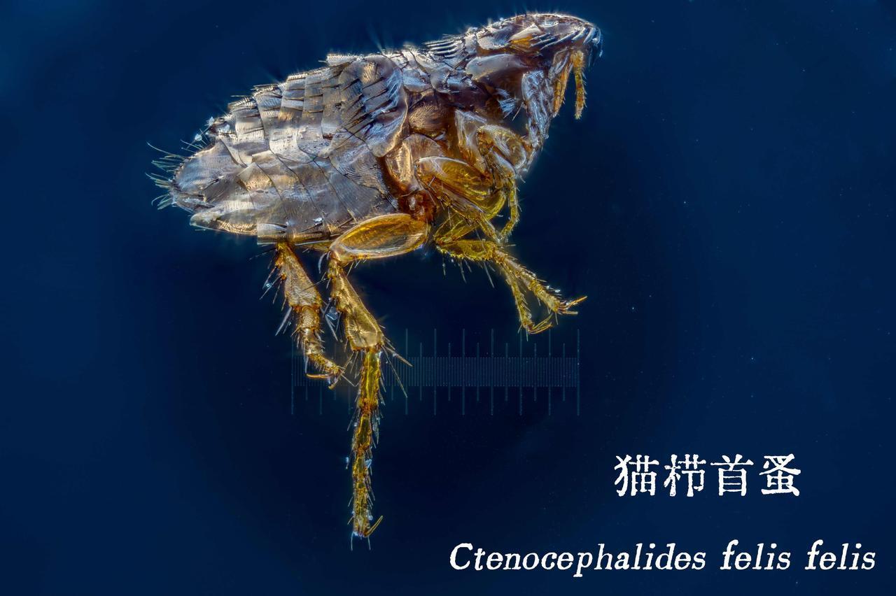 为麦子理毛，获小昆虫一只，可追溯其跨物种社交之行为。擒住，以-10℃酷刑一夜，1
