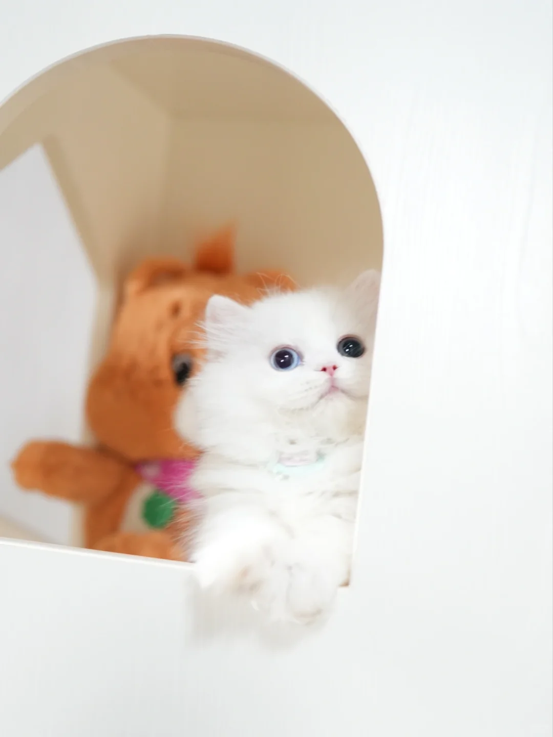 异瞳纯白米努特矮脚猫