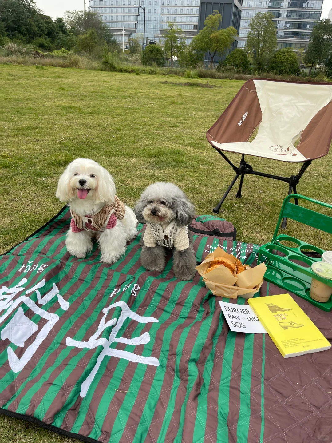 小狗要的只是一块安全的草地