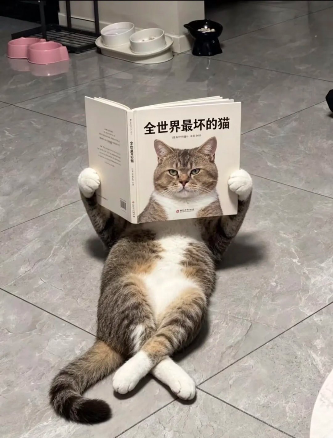 “不怕喵坏，就坏喵有文化。” 