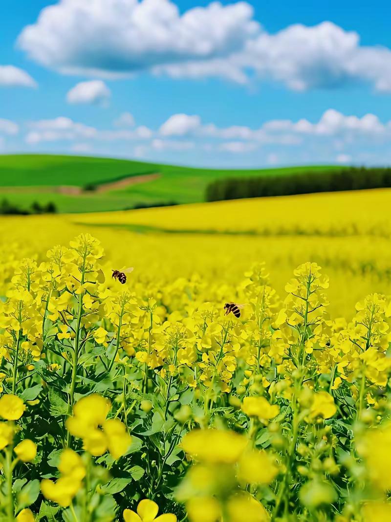 蜜蜂与蜂蜜
 
一生都在花间奔忙
迎着风，也迎着霜
从一朵花，到另一朵花
把平凡