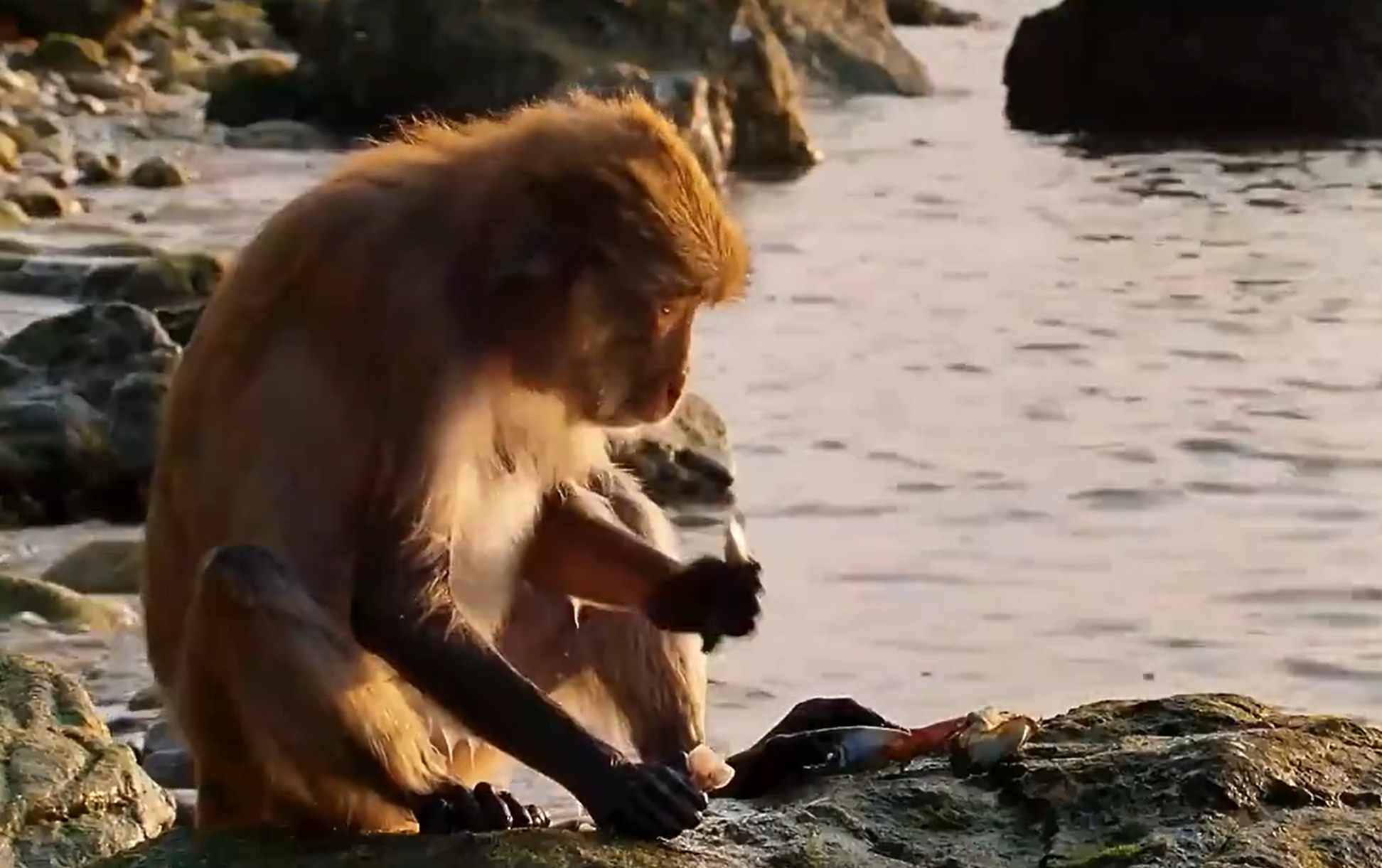 吃海鲜吃到痛风的猴子 探店猴儿：今天带大家看看什么是海鲜自助天花板~大家还见过猴