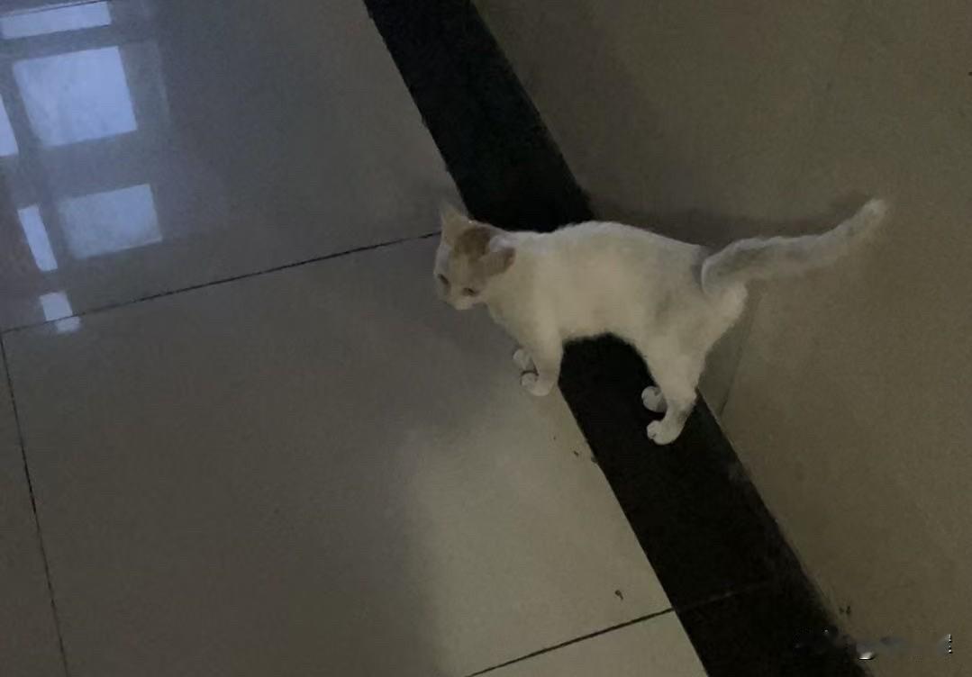 谁家的小猫走丢了吗？在小区楼道里，看着蛮可怜的，不行我就领走了。