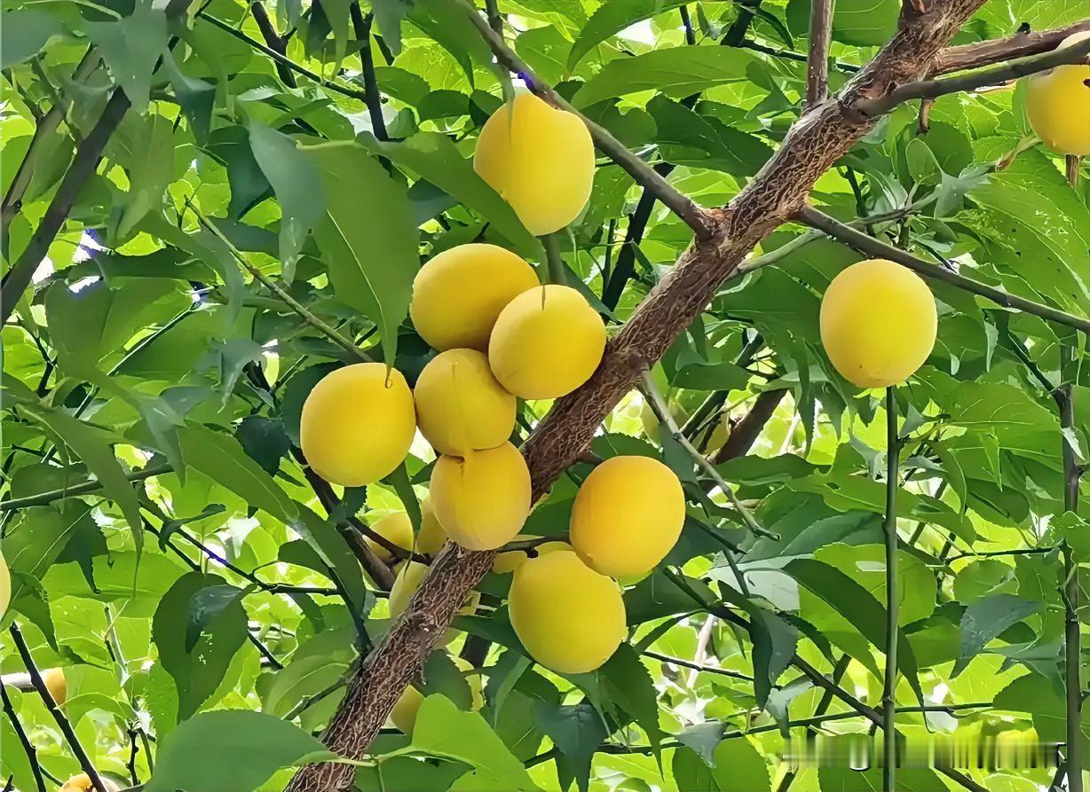 下联：窗下梅黄知夏深
上联：有请雅士[玫瑰][玫瑰][玫瑰]