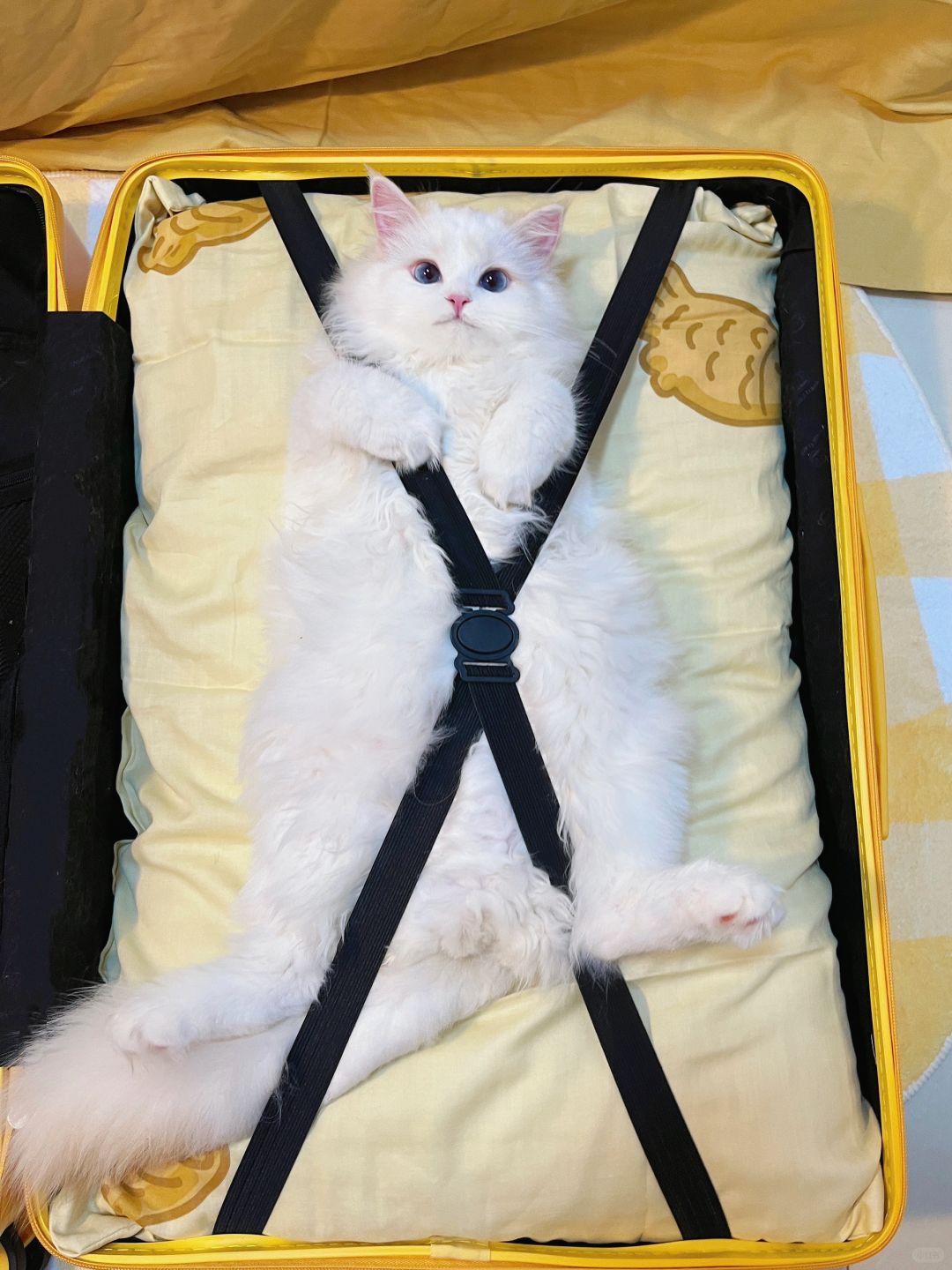 麻麻酱 真的不带小猫回家过年吗？