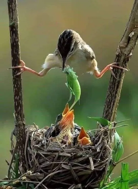 美图欣赏——鸟妈妈的温暖瞬间