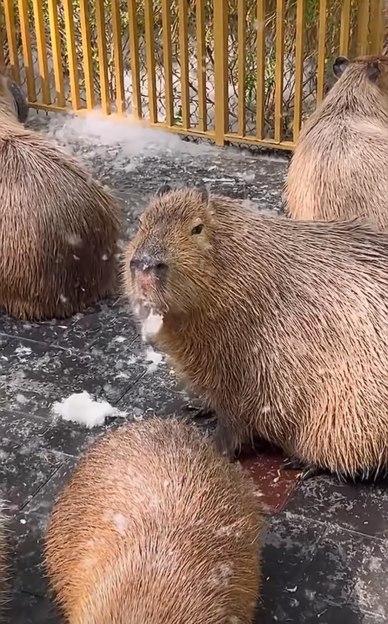 北京野生动物园豚豚情绪稳定消灭杨絮毛儿～ 一片一片一片 
