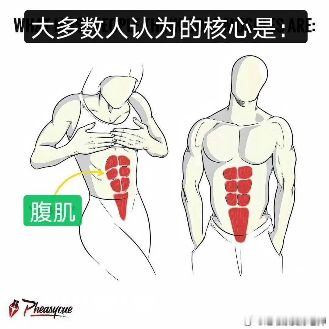 腰痛 核心这个词，你们一定不陌生，我也经常建议大家练核心，但是，基础概念还得多强