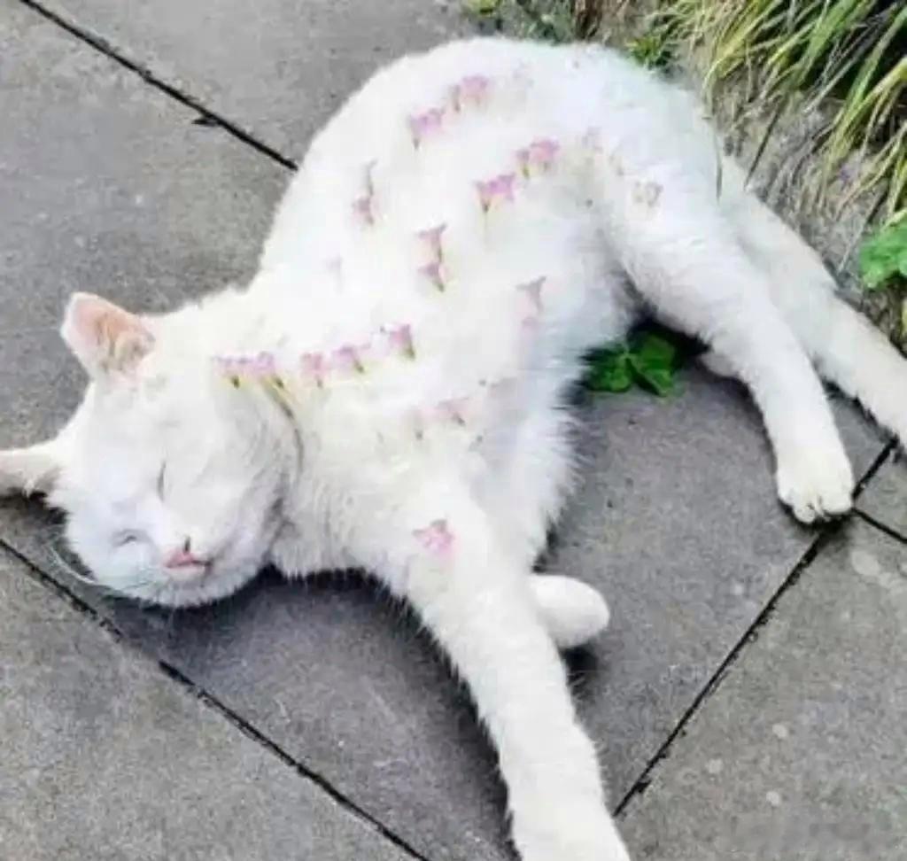 小朋友们真会玩，趁猫咪睡着后，纯手工打造成花猫。 ​​​