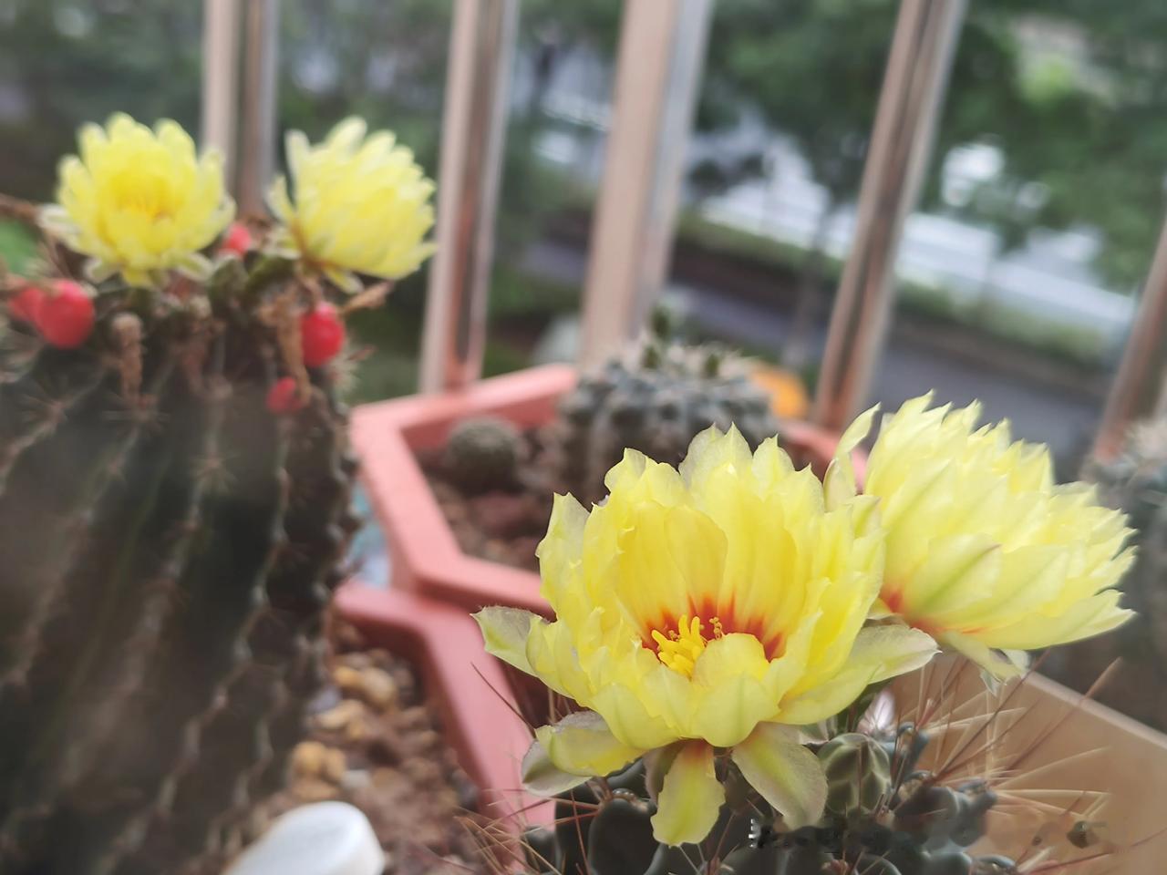 我家放窗台上的龙王仙人球真活力满满，南京连续下了五天的大暴雨，这几盆仙人球被大雨