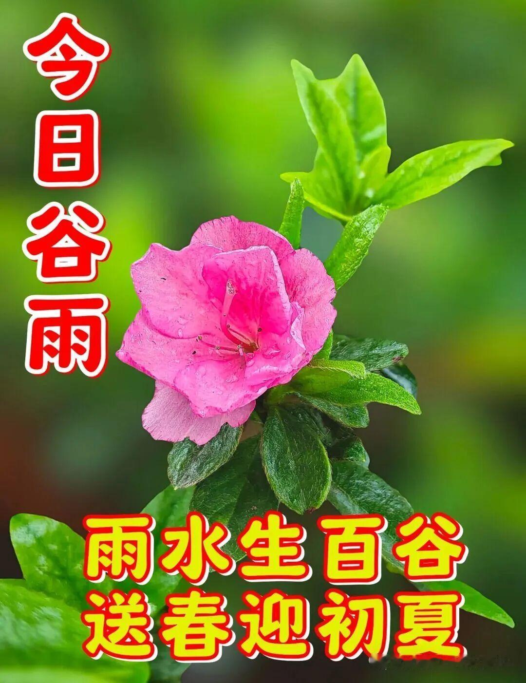 谷雨到来雨茫茫，万物沉醉甘霖降。庄稼承泽五谷旺，来年定是粮满仓。碧草连天花飘香，