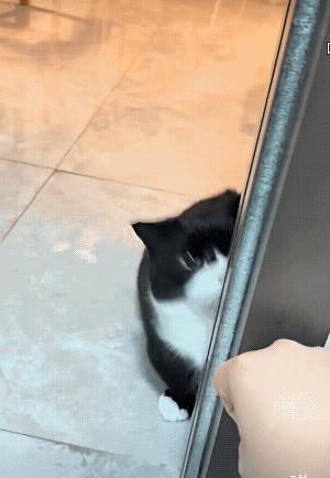 它的爪子是收着的，张嘴是假的，就是很乖巧的在和你玩游戏！[赞][大笑][玫瑰]