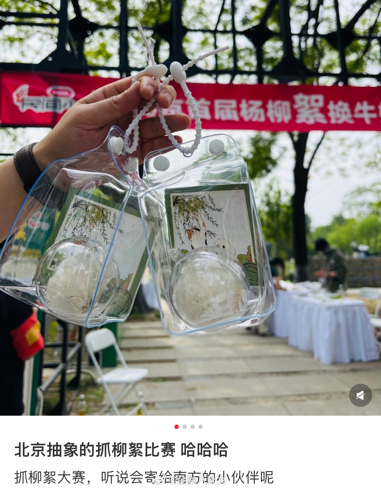 北京抓柳絮比赛