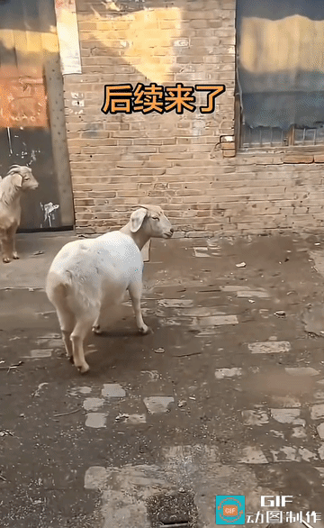 开始录了吗？我可准备跳了！
 
名场面后续爆笑来袭！
小羊淡定扭头看向镜头，傲娇