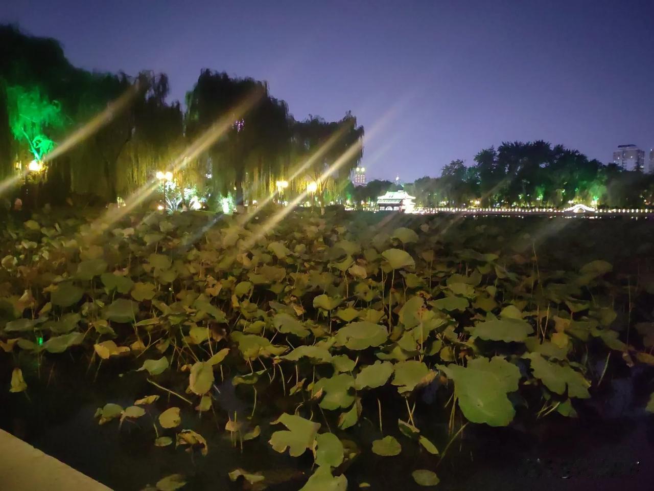 明湖秋荷
春生、夏长、秋收、冬藏。
经其一生：小荷尖尖、红荷怒放、完成使命，终有