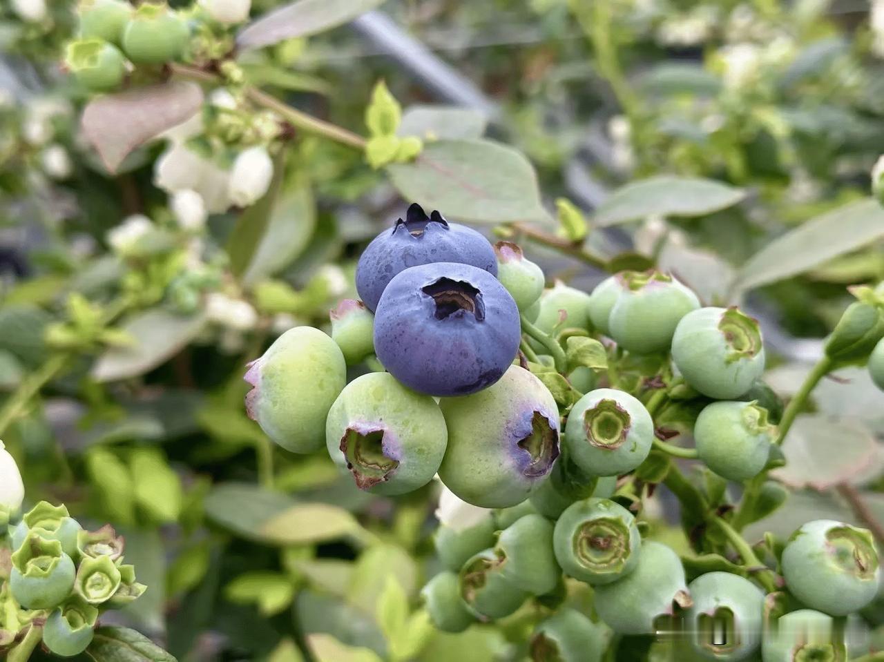 农村产业要有特色才能赚钱。今天，县里有领导到村里调研，我们带他看了村里有人做的蔬