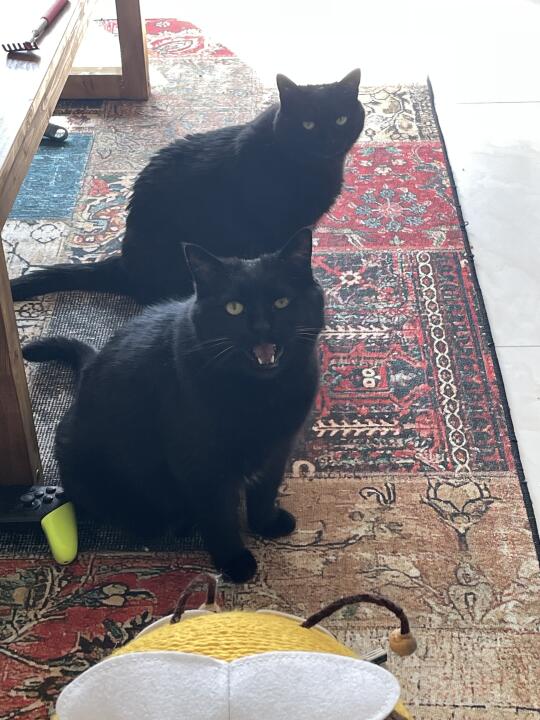 你好 我是混的猫？你怕了吗…