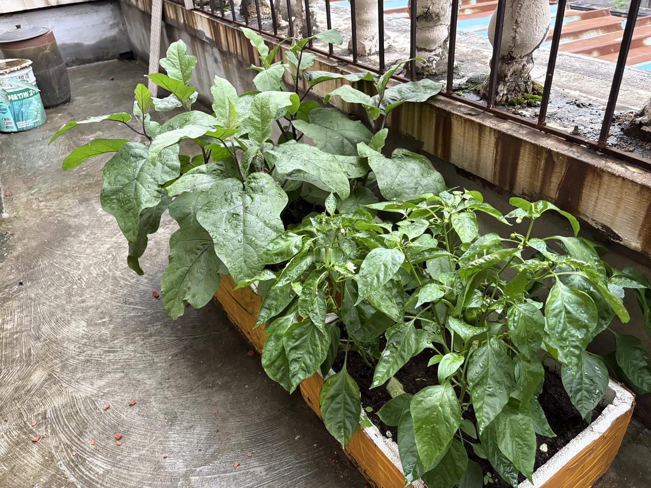 天道酬勤：我的小菜园有收获了；房间里的植物也争相开放：
