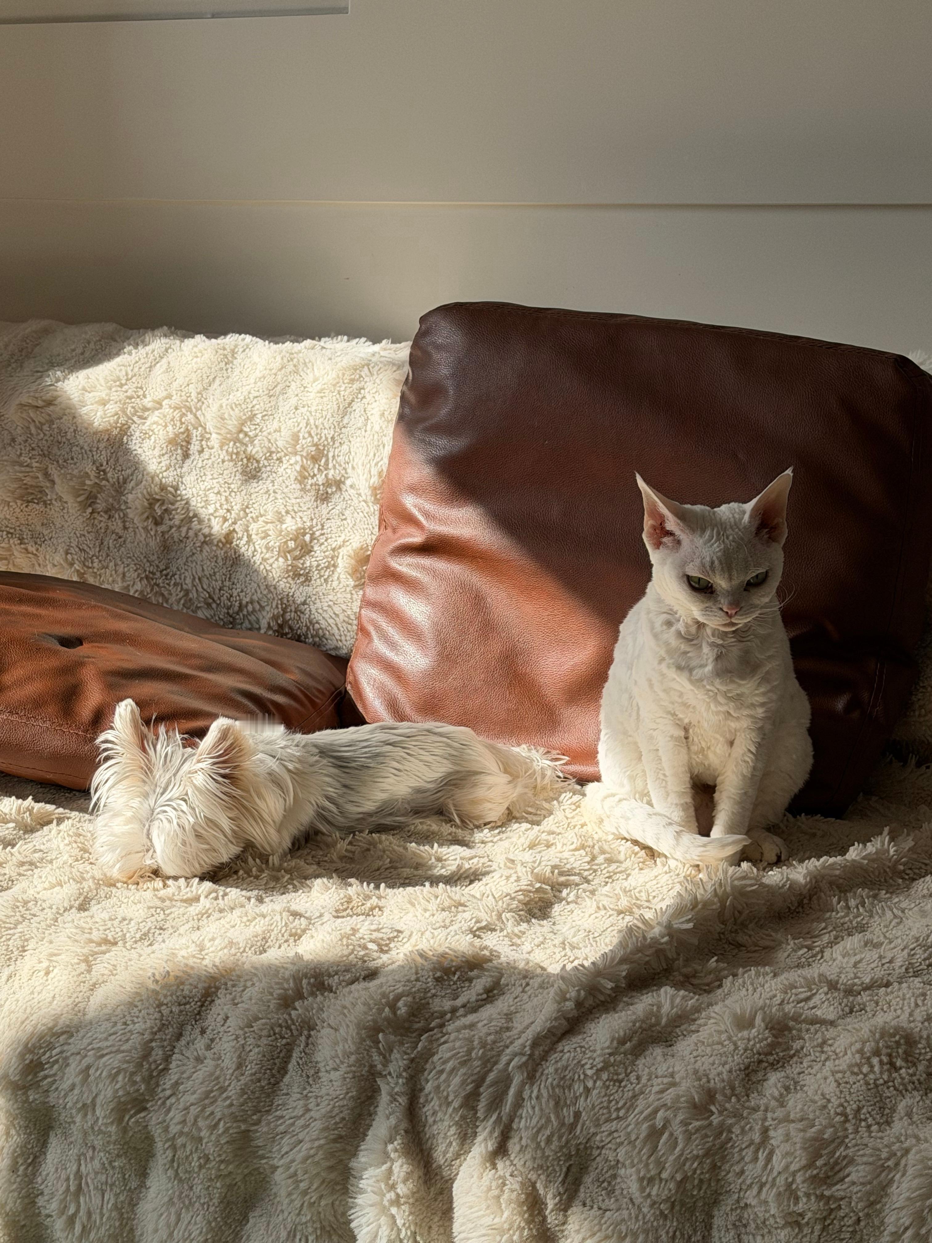 好美好的早晨我一回来扎扎的伙食就升级了何记黑鸭怎么这么好吃我最爱点 