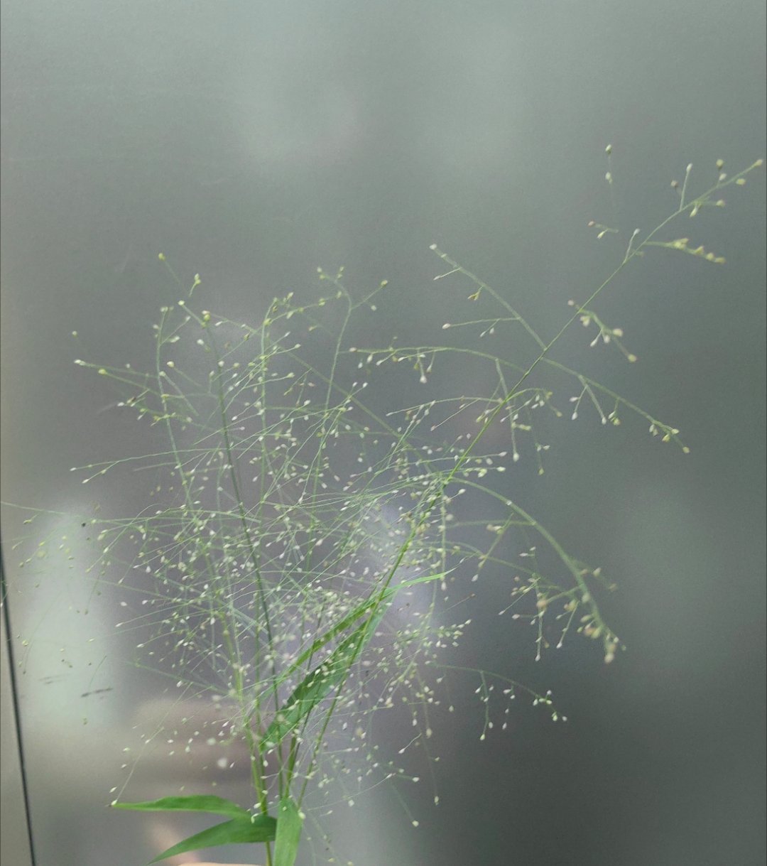 深圳的路边公园里，有许多知风草🌿 