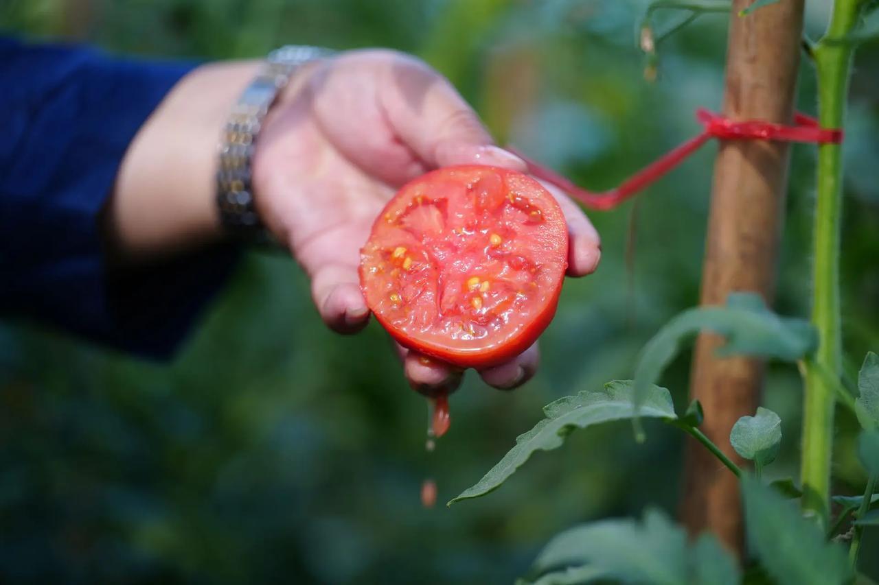 爸妈今年已经有70多了，我每周都要去看爸妈一次，每次都要带些鸡蛋牛奶和水果他们。