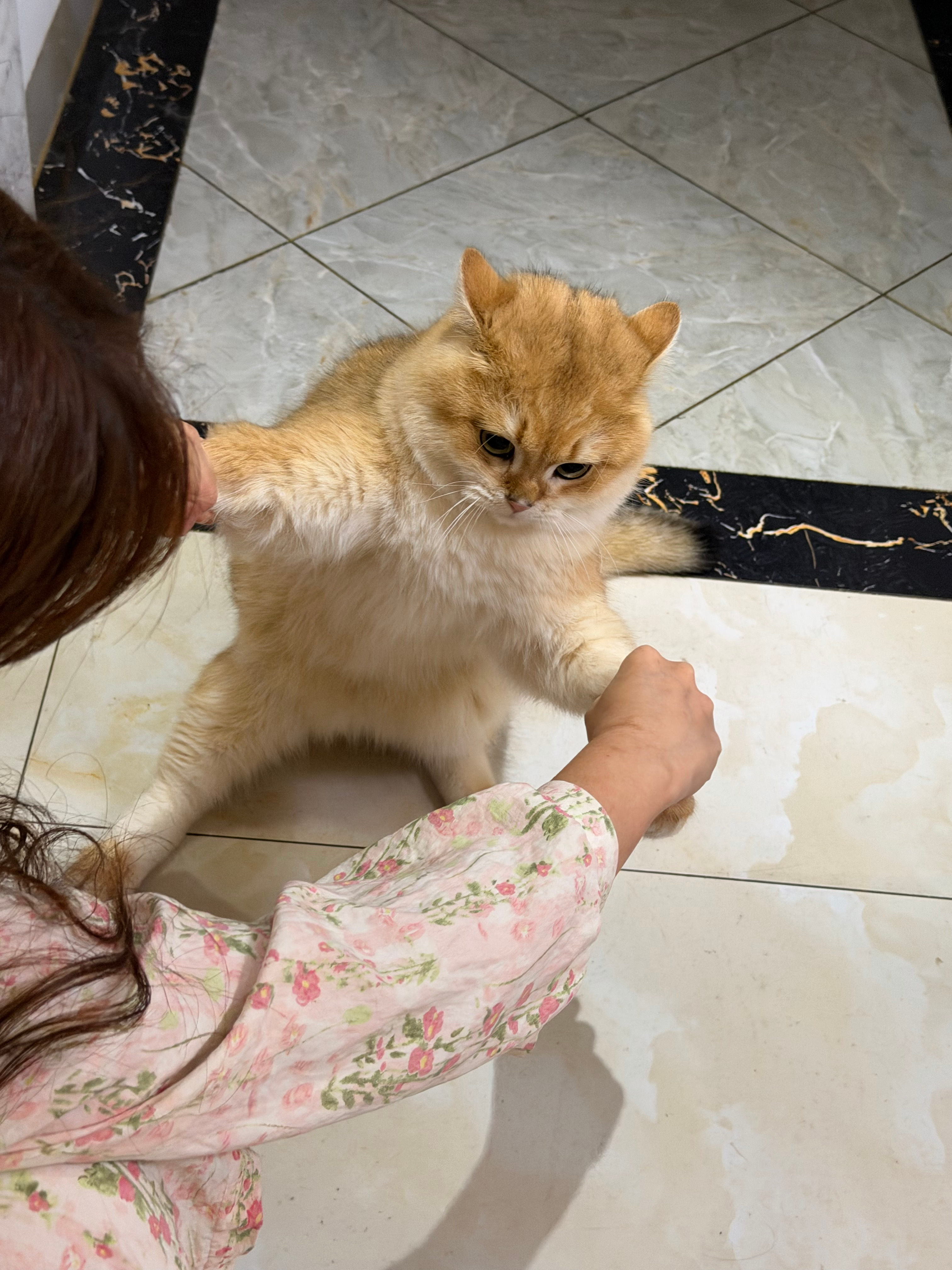 第一次见狗里狗气的小猫冬至来了，是谁还没拥有毛绒绒的小猫帽子呀冬至