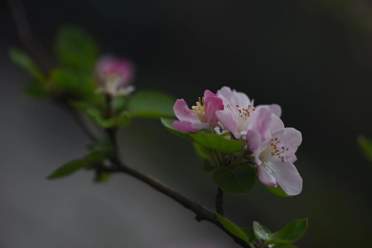 有没有漂亮的花朵图片吗