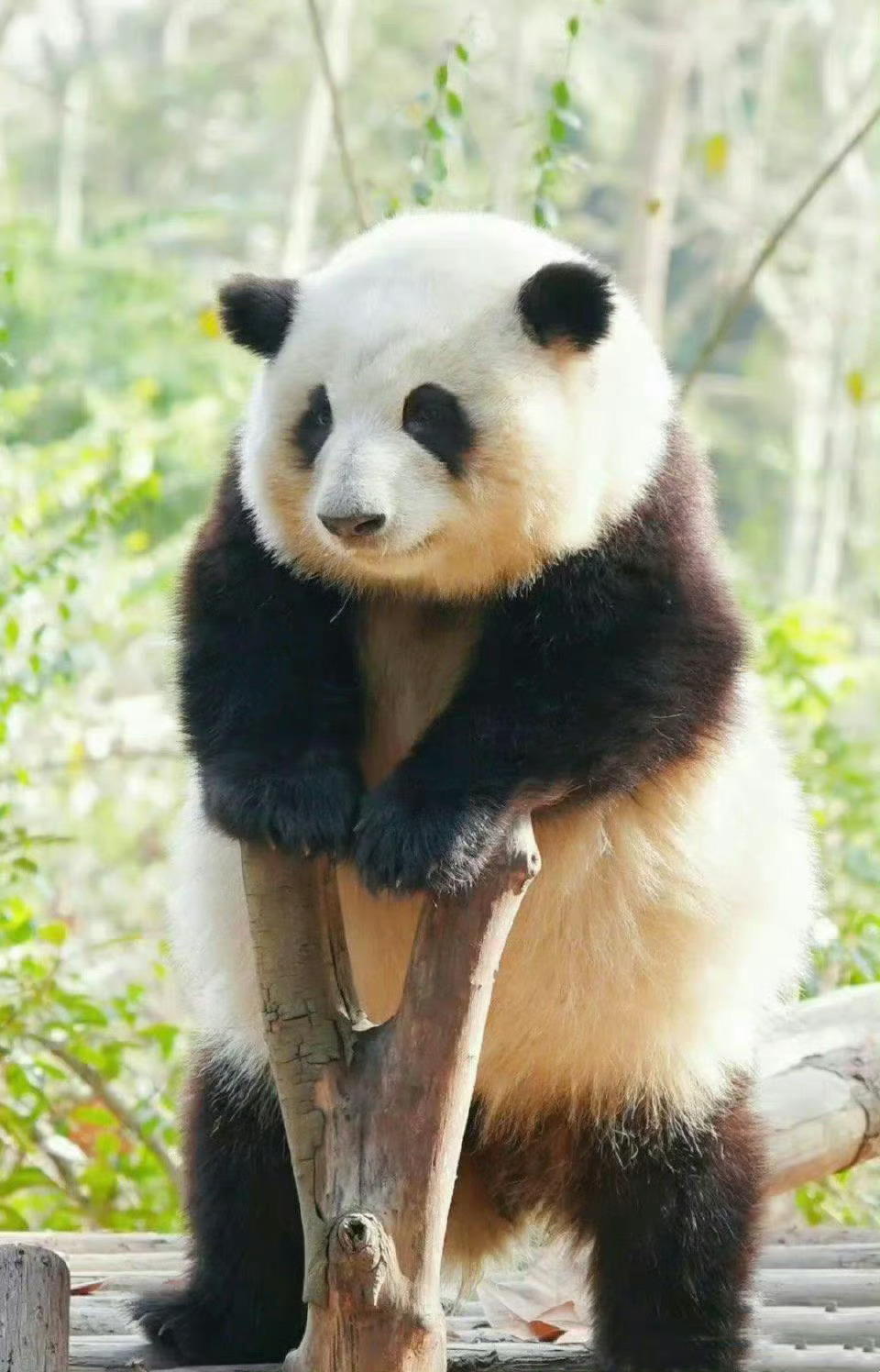 刷到发光的熊猫花花，请不要无视，你的运势开始上升 