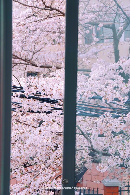 被遗忘的青岛樱花小径🌸摄影是克制的美
