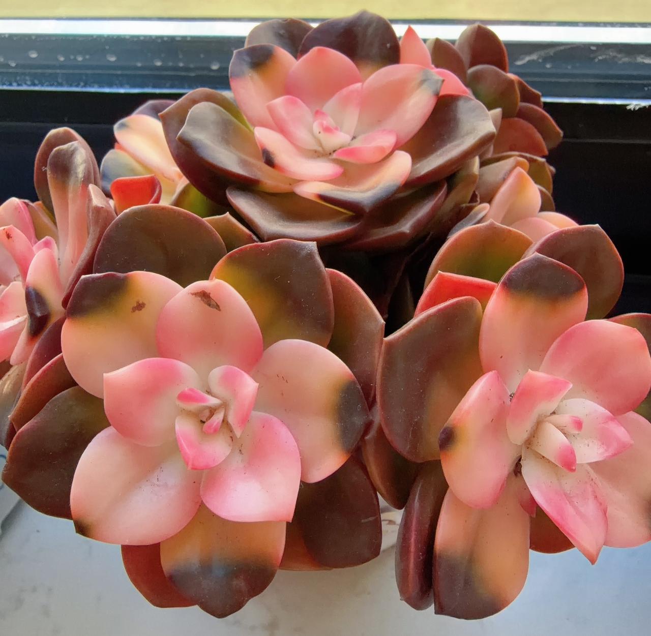 我的多肉军团又添新成员，每一盆都胖嘟嘟、肉乎乎，看着就治愈。

颜色从浅绿到粉紫