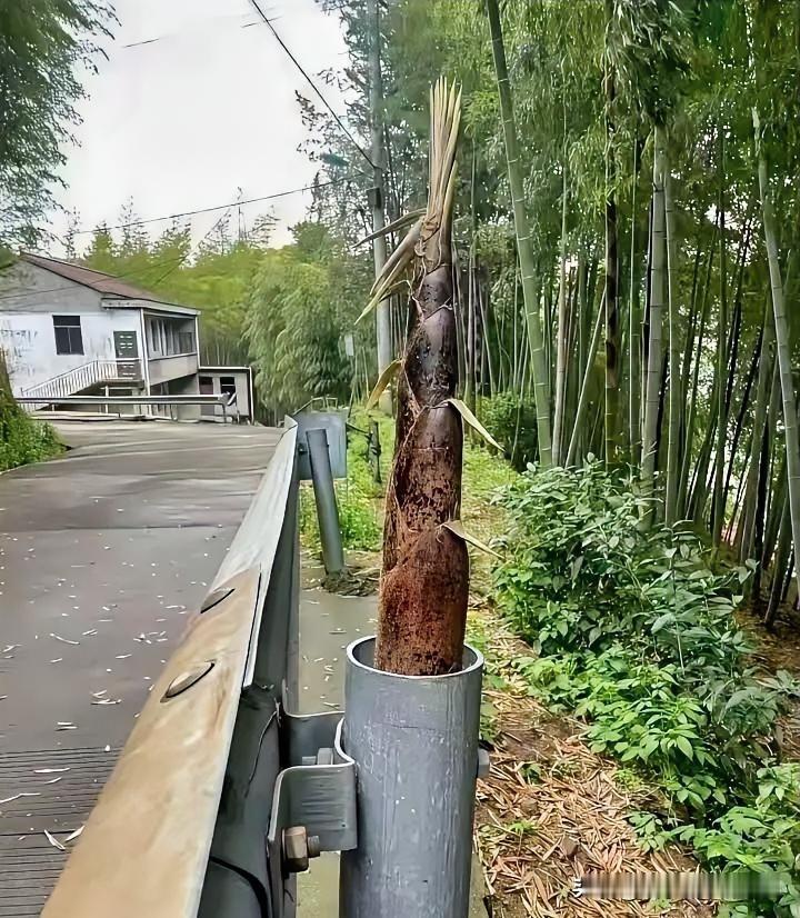这个竹笋不偏不齐，就从这里串出来