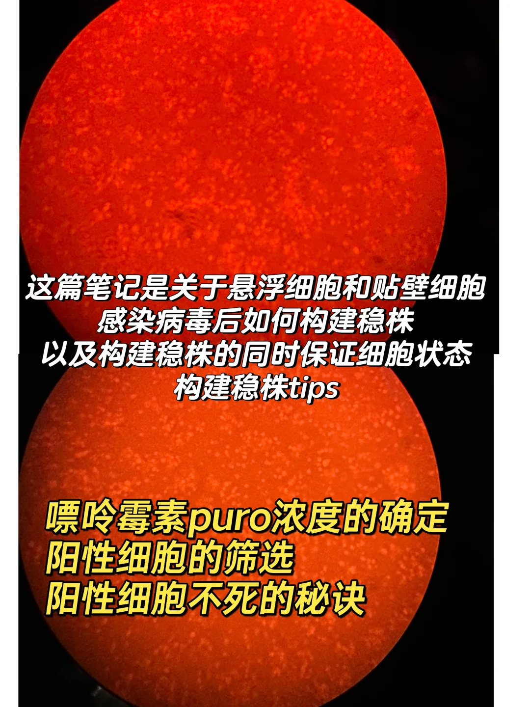 贴壁细胞and悬浮细胞构建稳株tips