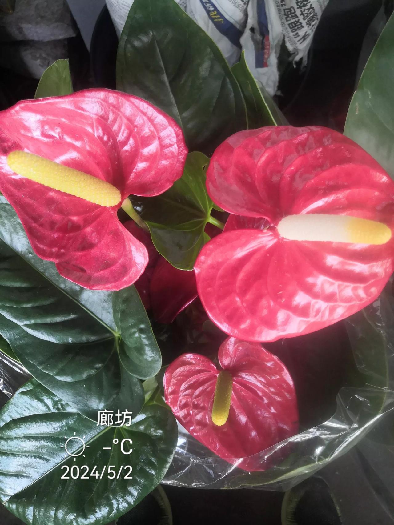 一一欣赏分享红红火火鲜花，愿友友事业生活红红火火。
一一童心拍。