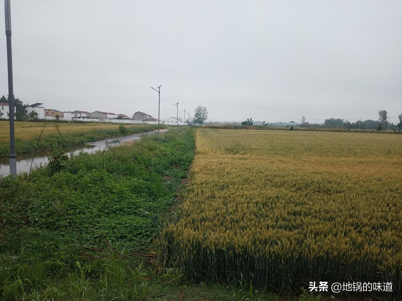 今日四月初六
收成不收成，四月看初六
四月初六雨相连，小麦倒在水里面
雨淋四月初