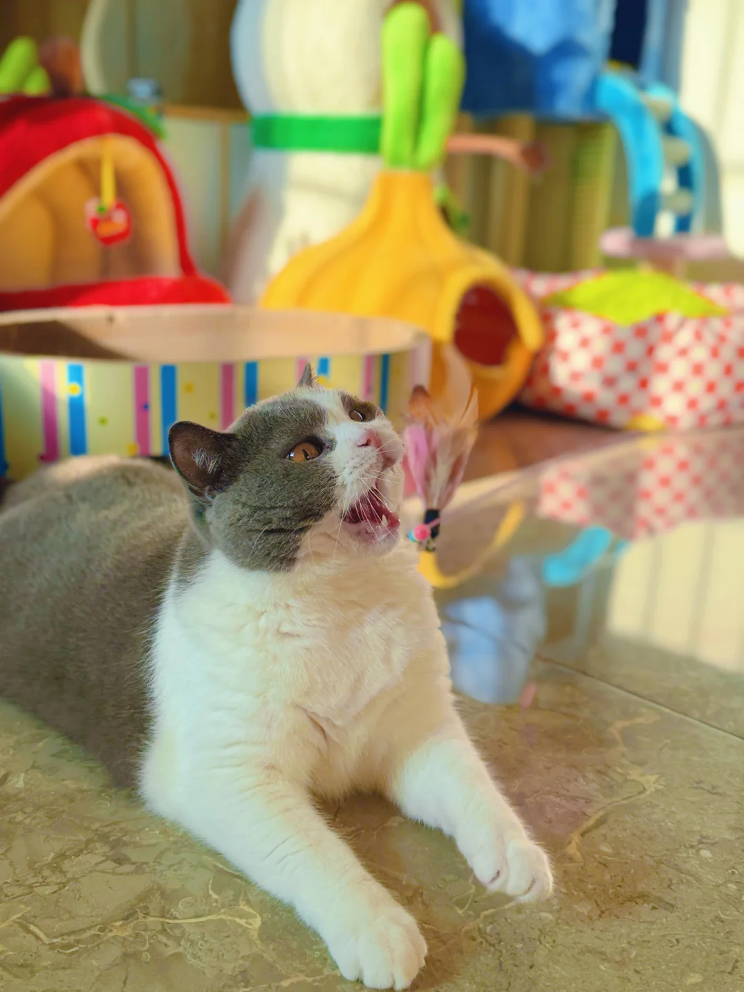 猫咪寄养