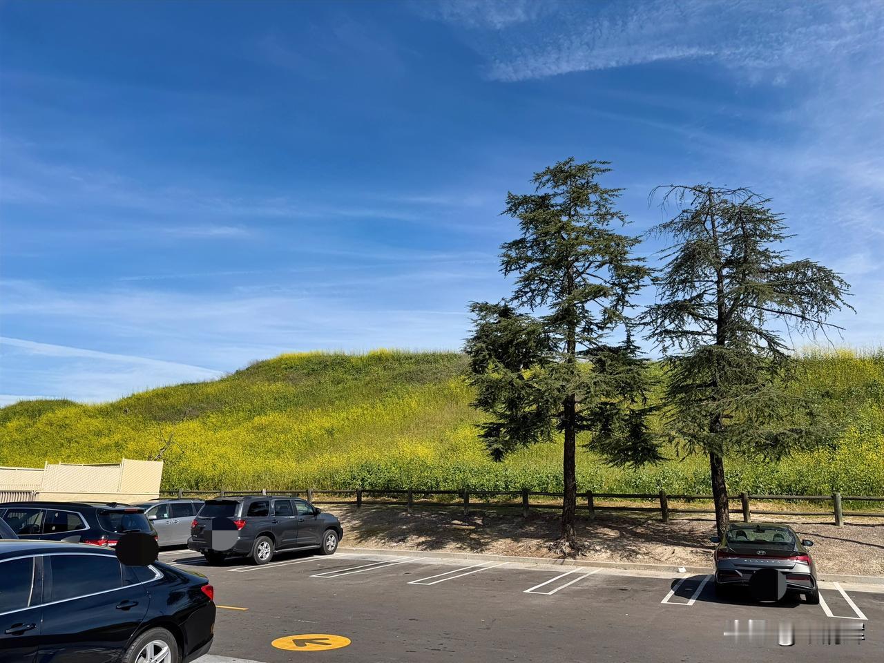 驱车近百里，只为赏一眼油菜花。若宋昊然也能够看到这漫山遍野的花儿，该多好。