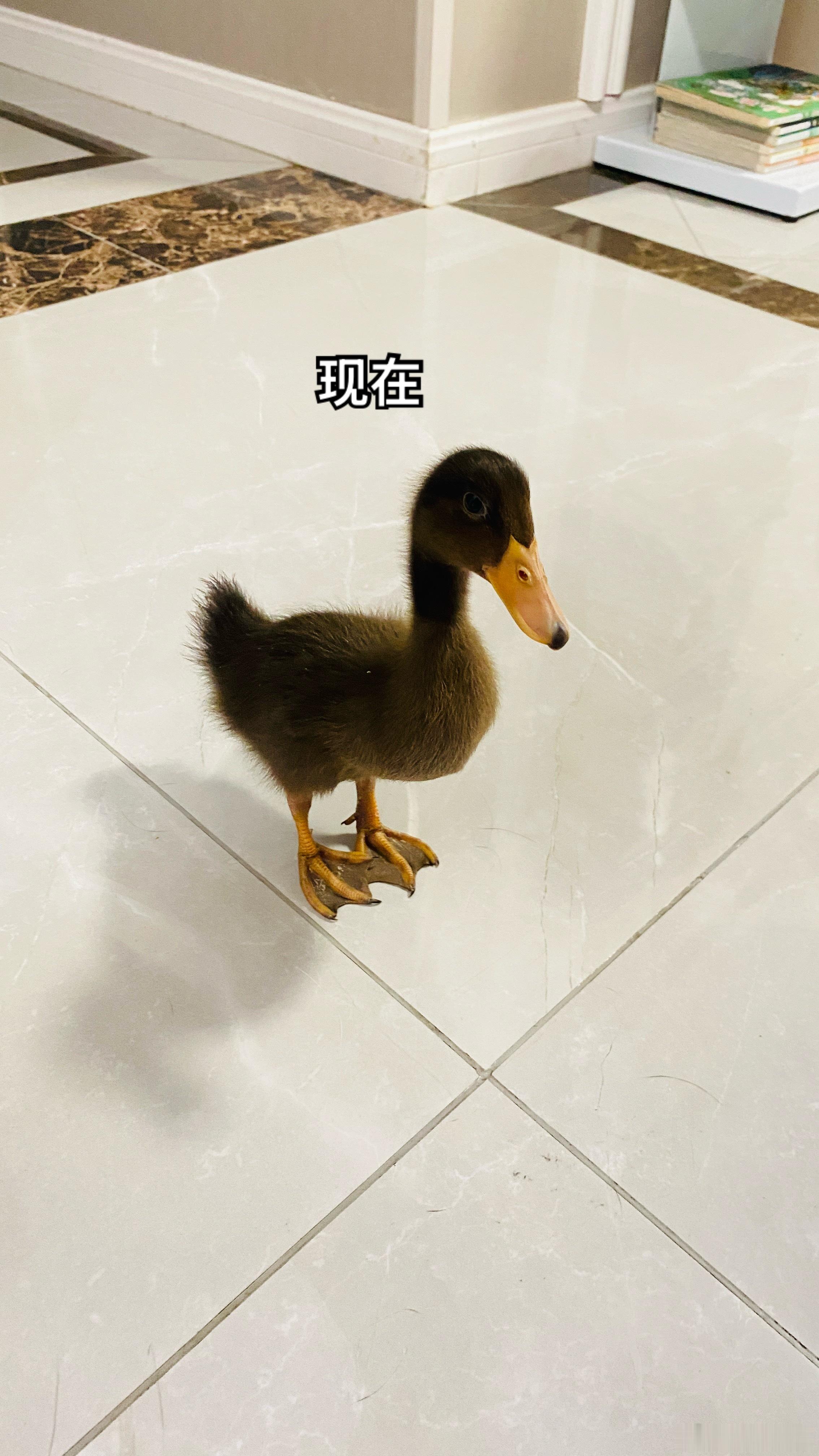 早上拍的小黑鸭已经比刚拿来的时候，大了一圈能吃能拉能睡，简单又快乐有时候真羡慕它