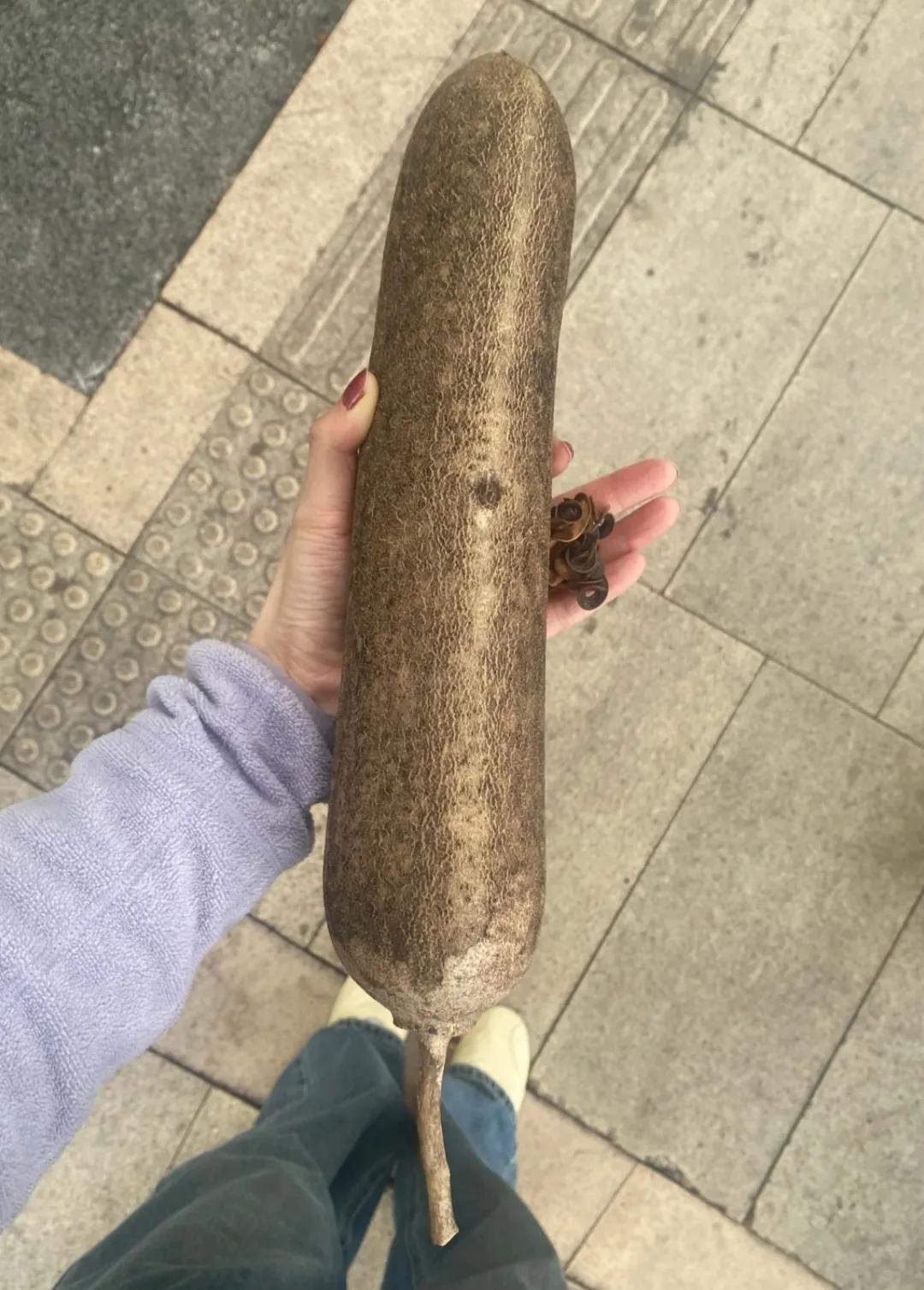 这是什么树的果实？很重很结实，摸着像木头。要是在树底下被它砸一下可不得了！