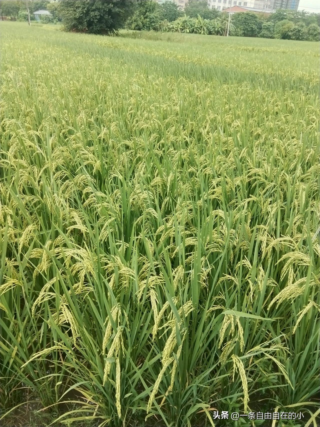 城市高楼脚下，还保留着一片生机勃勃的稻田。盛夏时节，稻穗渐渐饱满，青黄相间的稻浪