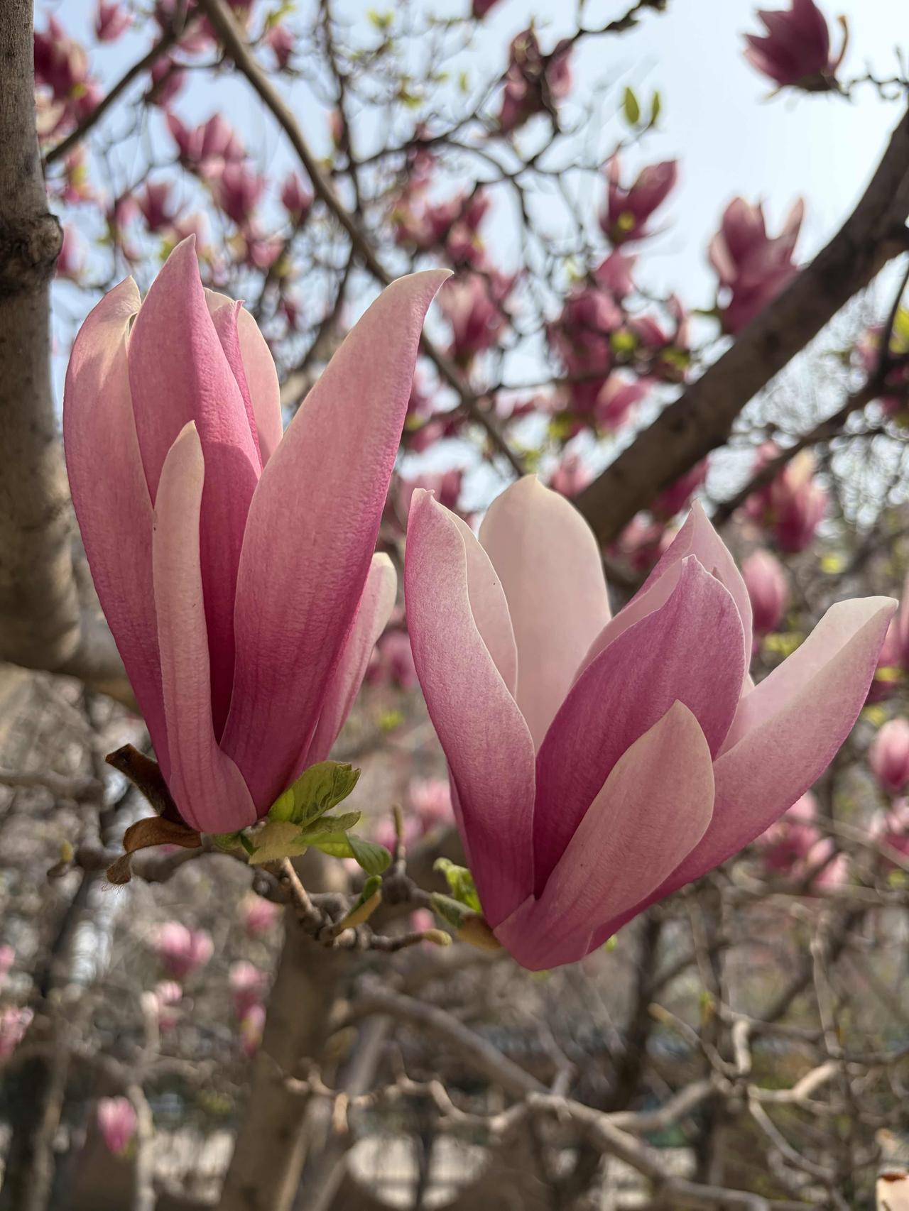 人间四月玉兰香，
朵朵鲜花映太阳。
谁不夸俺家乡好，
身边远处尽风光。