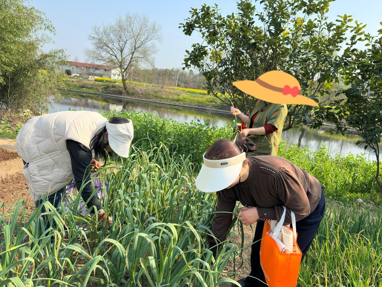 本来是出去找野菜的，却邂逅可以亲手剥农家蒜苔的一大片菜地，可把我们乐坏了。

踏