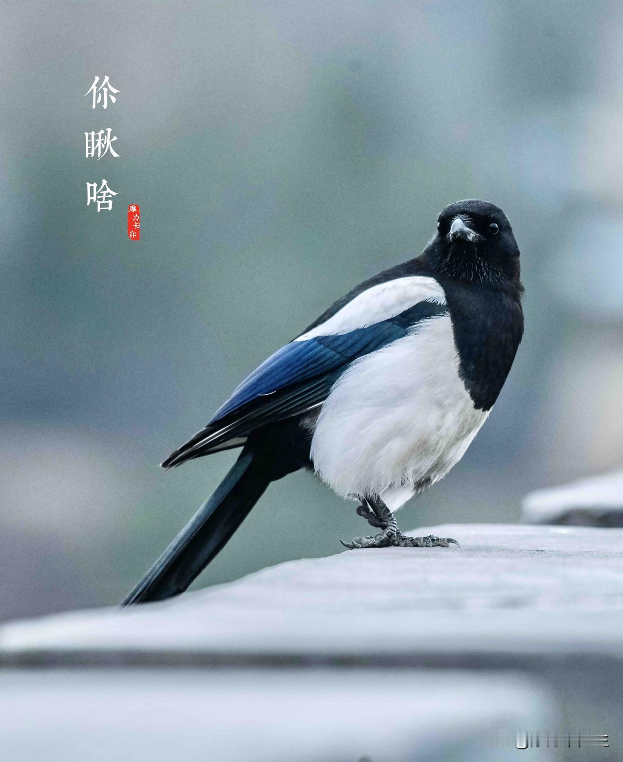 你瞅啥？瞅你是不是把好运藏身上了！今日份的报喜鸟已上线，快接住这波扑面而来的喜气