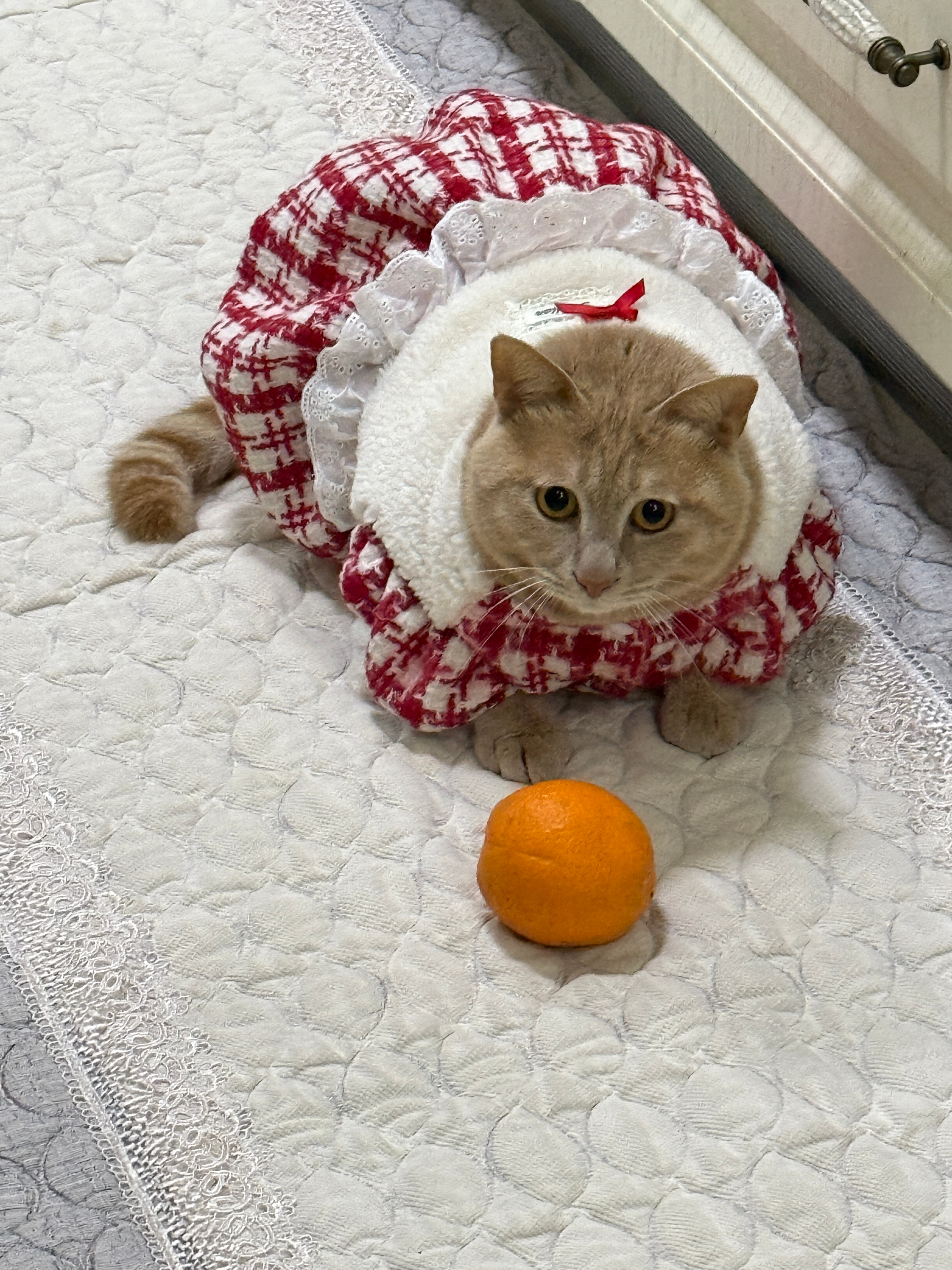 你好👮这里不样停大卡车🚚橘子来了