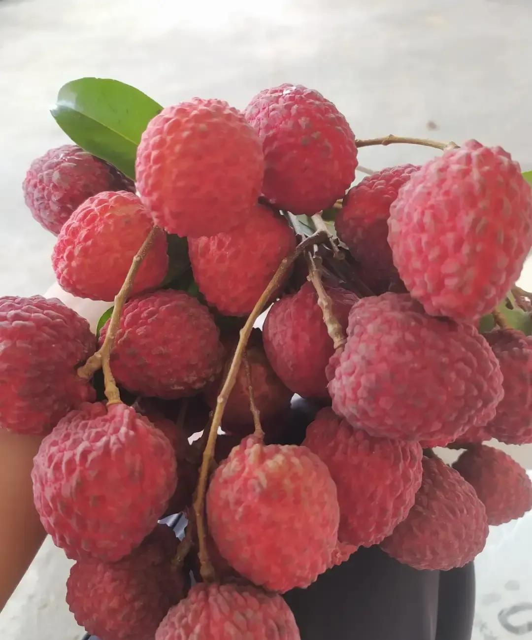 高州老农对着冒嫩芽的桂味树直挠头，雨下了一整晚，气温还赖在二十度，花芽没影，叶子