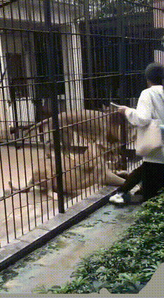 汕头中山公园女孩喂狮子被抓裤脚，看得人心直跳
 广东汕头一个公园里动物园最近出了