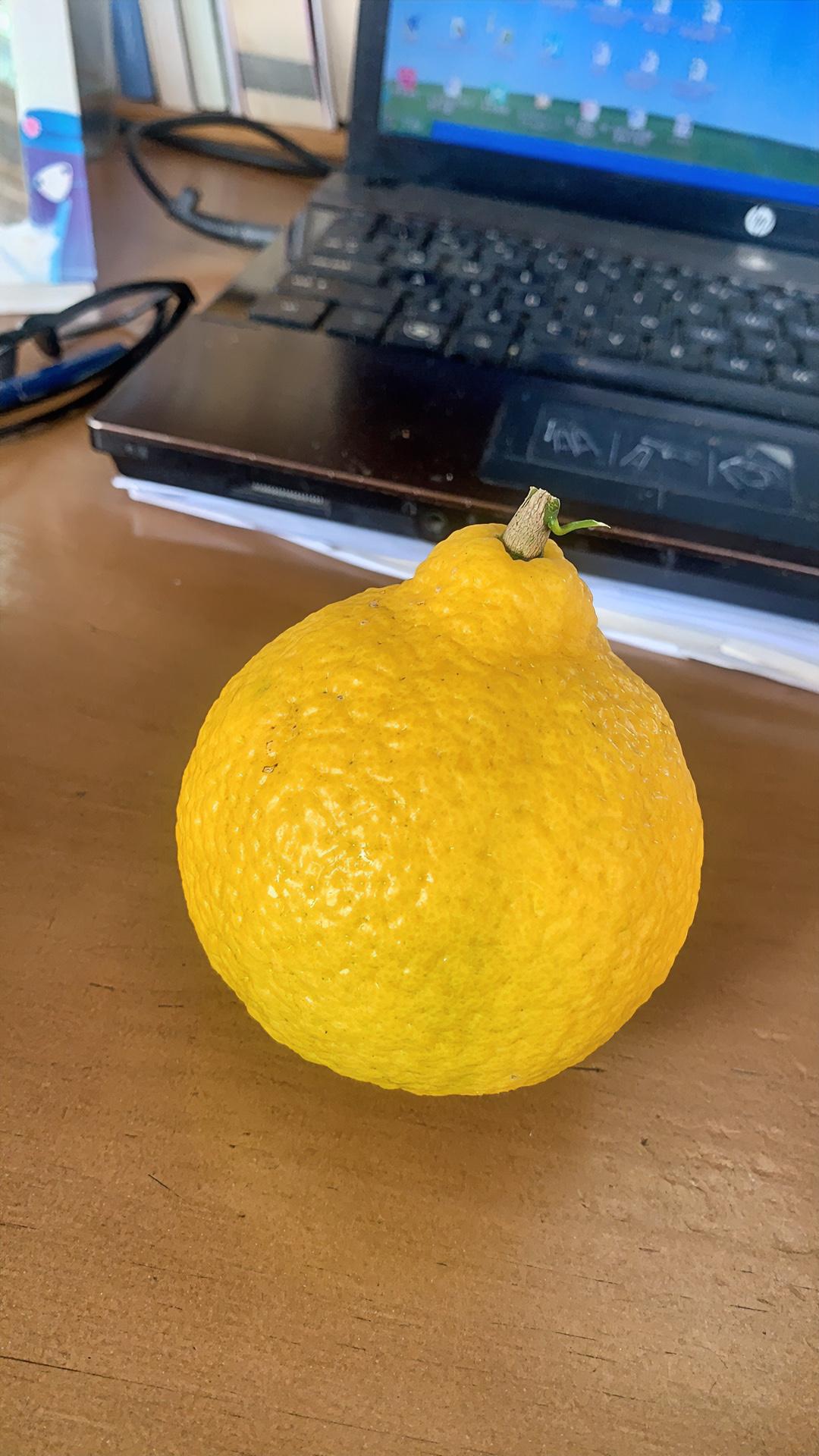 我不晒青菜，来晒一晒柠檬和桔子嫁接的果子。

前几天，朋友送我两个柠檬和桔子嫁接